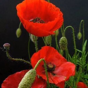 Meet your Posher, Irena